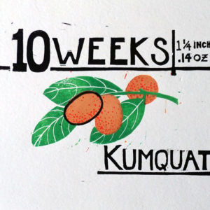 10 Weeks Kumquat, 2017, Woodcut Print